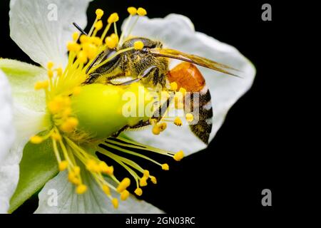 Honigbiene bekommt Nektar aus der jamaikanischen Kirschblüte, auch bekannt als Erdbeerbaumblume, und bestäubt die Blume. Selektiver Fokus verwendet. Stockfoto