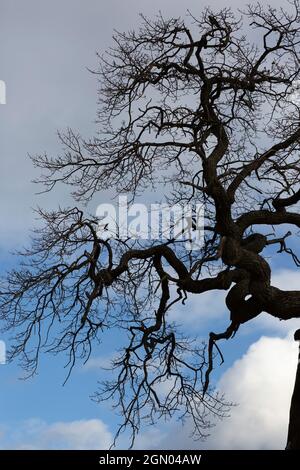 Eine Silhouette einer alten Eiche Stockfoto