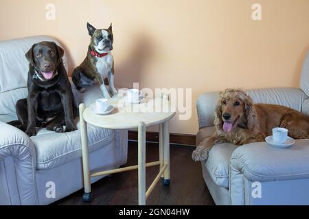 Boston Terrier, Labrador und Cocker Spaniel in der Halle auf Sesseln Tee trinken wie Menschen, humorvolles Foto Stockfoto