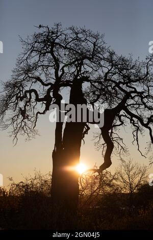 Eine Silhouette einer alten Eiche bei Sonnenaufgang Stockfoto