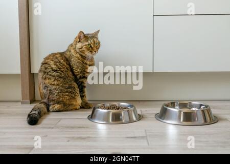 Schöne Katze in der Küche in der Nähe Schüsseln von trockenem Katzenfutter. Stockfoto