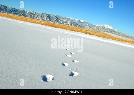 Spuren im Schnee führen zu Pikes Peak in der Ferne.  Morgensonne glitzert Schnee und blauen Himmel leuchtet. Stockfoto