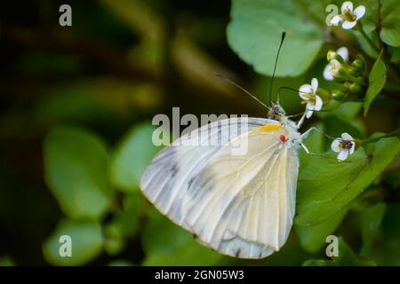 Schöner Schmetterling, der auf Blume nactoring. (Pieris brassicae) großer weißer Schmetterling. Stockfoto