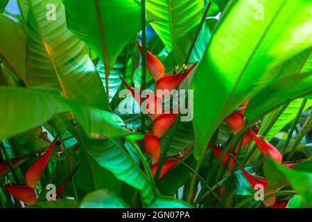 Heliconia stricta natural Zwerg Jamaican Stockfoto