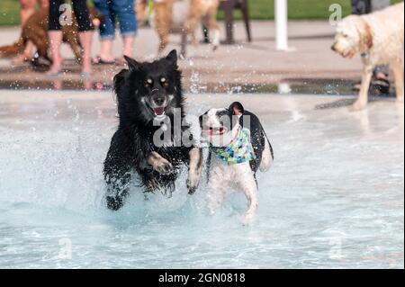 Zwei Hunde laufen und spielen im Wasser in einem Schwimmbad Stockfoto