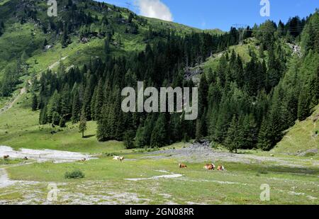 Hochalmen im österreichischen Obertilliachertall stehen in direktem Kontakt mit der italienischen Grenze des Visdendals Stockfoto