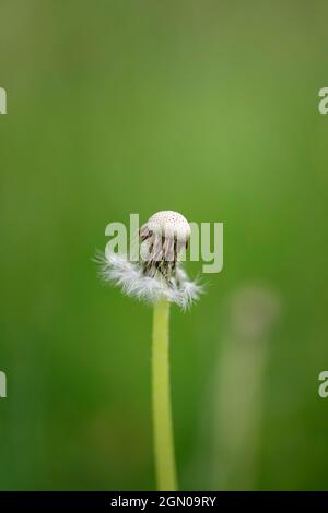 Auf einer grünen Wiese wächst eine verwelkte Elendsblüte Stockfoto