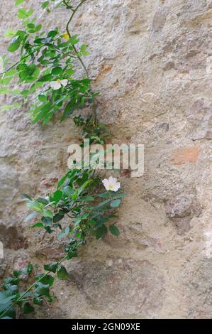 Rosen an einer alten Wand, hunderte von Jahren alt, mit kletternden weißen Rosen, die blühen Stockfoto