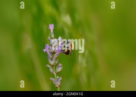 Hummel sammelt Nektar aus einer Lavendelblüte Stockfoto