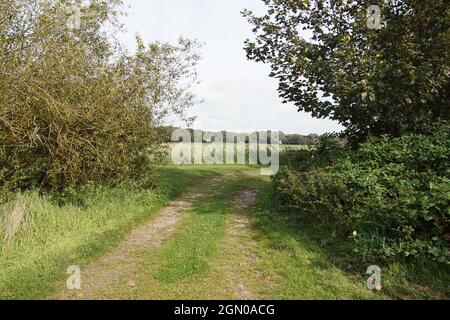 Weg über holländischen Hof vorbei an Büschen, Bäumen zu den Wiesen. Horizont, Schilf. Spätsommer, September, Niederlande. Stockfoto