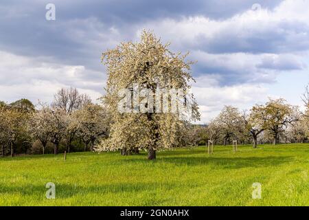 Kirschbaumplantage für Kirschblüten in Franken bei Ebermannstadt am Nachmittag, Oberfranken, Bayern, Deutschland Stockfoto