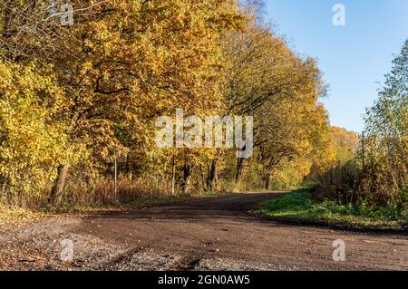 Herbstwald. Gelbe und rote Blätter an Bäumen im Herbst. Herbst im Park. Eine Forststraße. Stockfoto