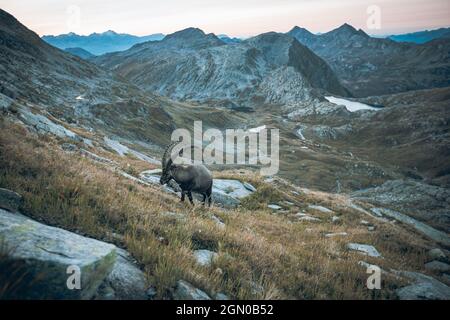 Steinbock in den schweizer Bergen, schweiz, Berge, wild, Steinbock, Stockfoto