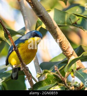 Süßer tropischer Parula-Vogel (Setophaga pitiayumi), der auf einem Ast thront Stockfoto