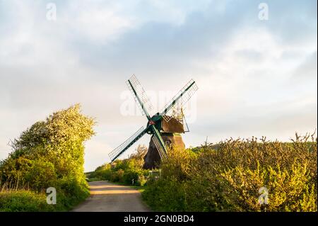 Windmühle Charlotte in der Geltinger Birk, Ostsee, Naturschutzgebiet, Geltinger Birk, Schleswig-Holstein, Deutschland Stockfoto