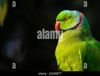 Ein Rose Ringed Papagei Nahaufnahme mit schwarzem Hintergrund Stockfoto