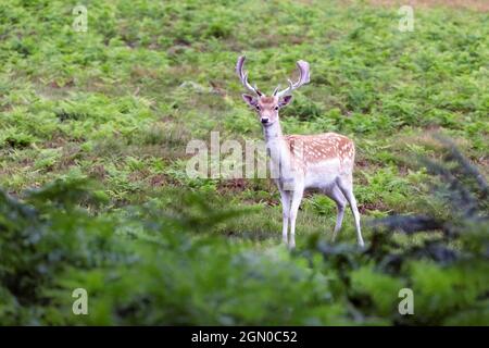 Junger Damhirsch (Cervus dama / Dama dama) mit kleinem Samtgeweih im Herbst, der zur Brunftzeit führt Stockfoto