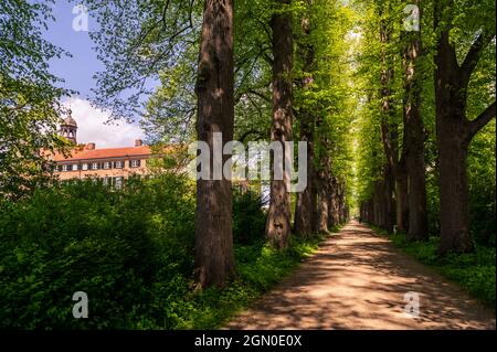 Frühsommer Lindenallee im Schlosspark Eutin, Naturpark Holstein Schweiz, Ostholstein, Schleswig-Holstein, Deutschland Stockfoto