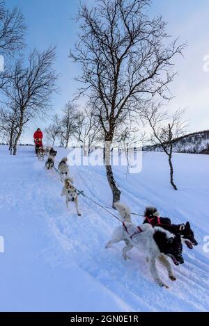 Hundeschlittentour in der Nähe von Indset, Björn Klauer &#39;s Husky Farm, Bardufoss, Norwegen Stockfoto