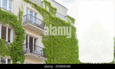 Ein modernes, mehrstöckiges Gebäude ist mit Weinreben bedeckt. Das Gebäude ist mit Efeu bedeckt. An der Wand des Hauses wächst grüner lockiger Efeu. Ökologie und gr Stockfoto