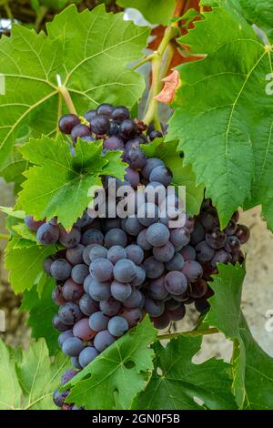 Trauben von schwarzen oder roten Trauben auf einer leuchtend grünen Weinrebe, die in der warmen Sommersonne auf einer Terrasse in griechenland zur Vorbereitung auf die Weinherstellung wächst. Stockfoto