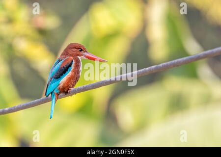 Weißer kehliger Eisvögel, der auf einem Draht sitzt Stockfoto