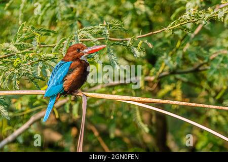 Weißer kehliger Eisfischer, der auf einem Baum ruht Stockfoto