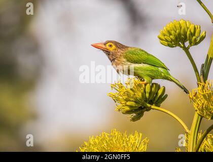 Brauner Barbet-Kopf sitzt auf einem Blumenbaum Stockfoto