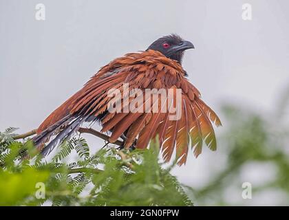 Greater Coucal trocknete seine Flügel nach Regen Stockfoto
