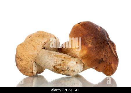 Zwei Steinpilze aus dem Wald, Nahaufnahme isoliert auf Weiß. Stockfoto