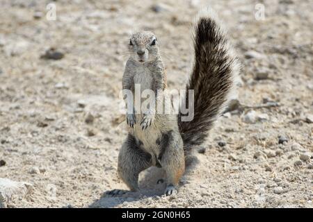 Kapshörnchen oder südafrikanisches Bodenhörnchen stehen in der namibischen Wüste. Stockfoto