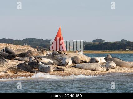 Blakeney Point Robbenkolonie und rotes Segelboot Stockfoto