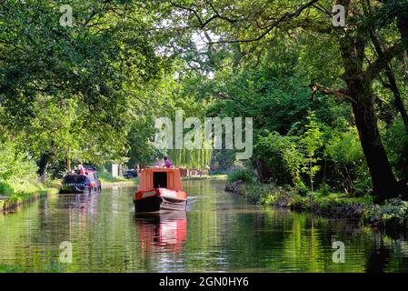 Eine schmale Bootsfahrt auf dem Fluss Wey Navigation Kanal an einem Sommertag, Pyrford Surrey England Großbritannien Stockfoto