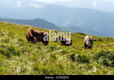 Drei Pferde im Reservat. Pferde wandern in den Bergen. Hauspferde. Stockfoto