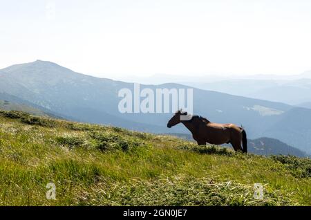 Ein Hengst, der in den Bergen grast. Hengst in freier Wildbahn. Ein Tier in den Bergen. Stockfoto