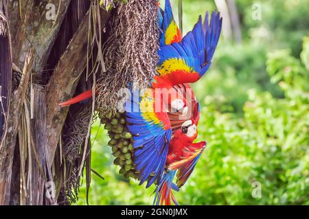 Aras (Ara macao), Corcovado Nationalpark, Halbinsel Osa, Costa Rica Stockfoto