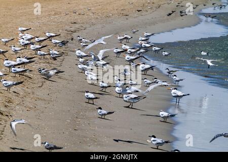 Sandwich-Seeschwalben (Thalasseus sandvicensis) und königliche Seeschwalben (Thalasseus maximus) an einem Strand auf der Halbinsel La Guajira, Kolumbien Stockfoto