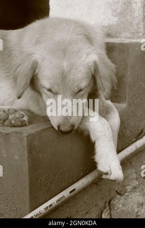 Ein süßer Welpe, der nach unten schaut. Stockfoto