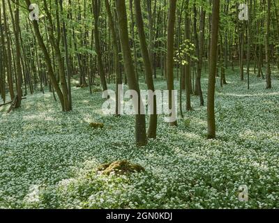 Bärlauch blüht im Wienerwald, bei Mayerling, Niederösterreich, Österreich Stockfoto