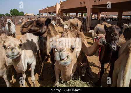 Dromedare auf dem Al Ain Kamelmarkt, Al Ain, Abu Dhabi, Vereinigte Arabische Emirate, Naher Osten Stockfoto