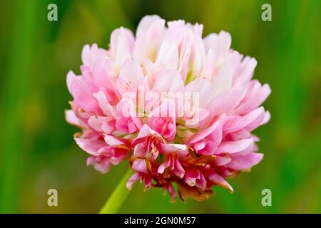 Alsike Clover (trifolium-Hybridum), Nahaufnahme eines einzelnen rosa-weißen Blütenkopfes, heller als Rotklee, aber pinker als Weißklee. Stockfoto