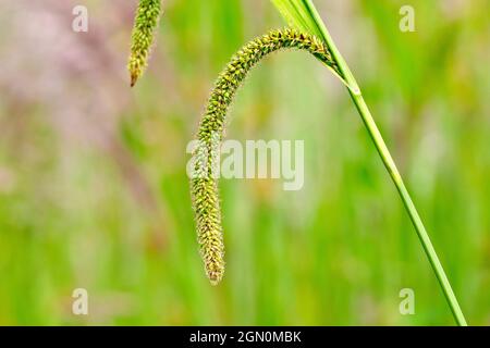 Hängende Säge (Carex pendula), Nahaufnahme des charakteristischen hängenden Blütenstiels des Grases, der blühte und zum Samen gegangen war. Stockfoto