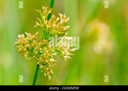 Soft Rush (juncus effusus), Nahaufnahme der Blumen des Grases, isoliert vom Hintergrund durch eine geringe Tiefenschärfe. Stockfoto