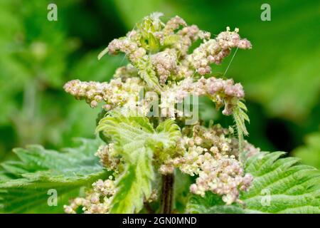 Brennnessel (urtica dioica), auch bekannt als gewöhnliche Brennnessel, Nahaufnahme der kleinen unbedeutenden Blüten und Knospen der Pflanze. Stockfoto