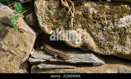 Eine Eidechse lauert aus ihrem Versteck. Ein kleiner Jäger wartet auf Insekten. Man kann sie an Wänden, in Büschen und zwischen Steinen treffen Stockfoto