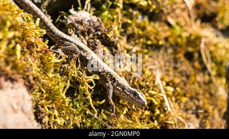 Eine Eidechse lauert aus ihrem Versteck. Ein kleiner Jäger wartet auf Insekten. Man kann sie an Wänden, in Büschen und zwischen Steinen treffen Stockfoto