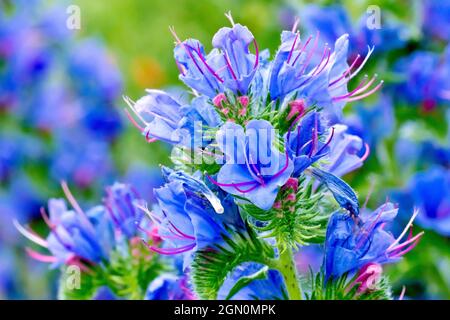 Viper's Bugloss (echium vulgare), Nahaufnahme der Spitze der Pflanze mit blauen Blüten und rosa Knospen bedeckt. Stockfoto