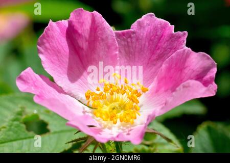 Wildrose, möglicherweise Downy Rose (rosa tomentosa) oder Sweet-Briar (rosa rubiginosa), Nahaufnahme einer einzelnen rosa Blume, die vom Hintergrund isoliert ist. Stockfoto