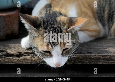 Calico Katze liegt und schaut nach unten Stockfoto