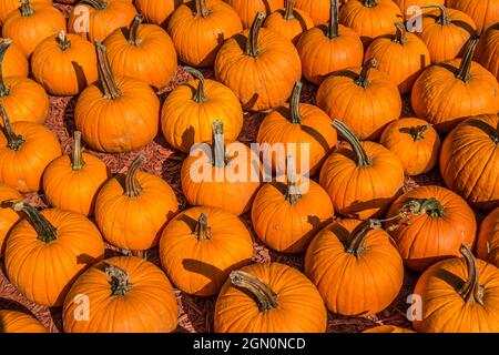 Blick nach unten Nahaufnahme auf mittelgroße bis große leuchtend orange Kürbisse, die gerade aus dem Pflaster für den Verkauf auf einer Farm für die Herbstferien gepflückt wurden Stockfoto